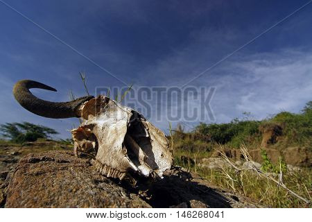 wildebeest skull on a background of sky and the African savanna, Kenya