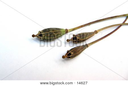 Seedcases