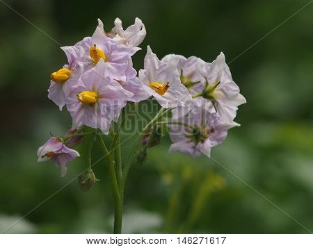 Potatoes blossoming season on the kolkhoz field