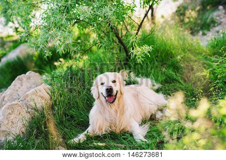 Young dog golden retriever walking in a green field in summer.