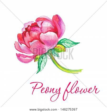 Watercolor flower, bloom flower, blossom flower, bud flower, botanical flower, floral flower, summer flower, valetine flower.