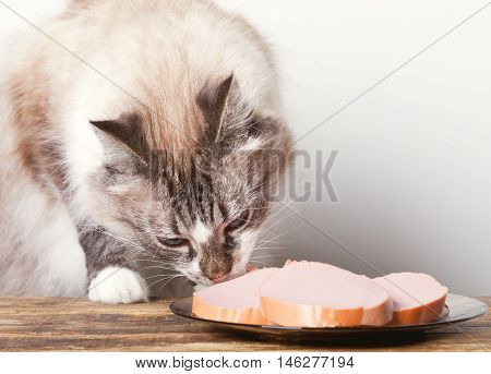 hungry cat eating a sausage on a plate