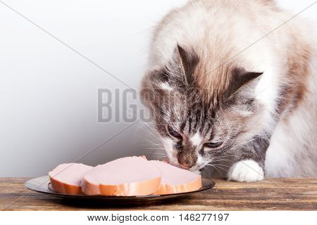 young cat eats sausage on a plate