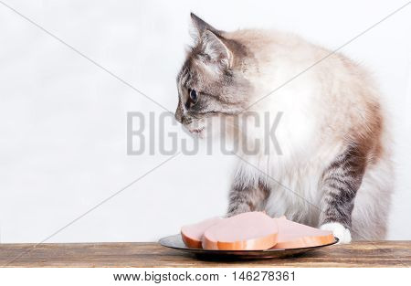 young cat near the a plate with sausage