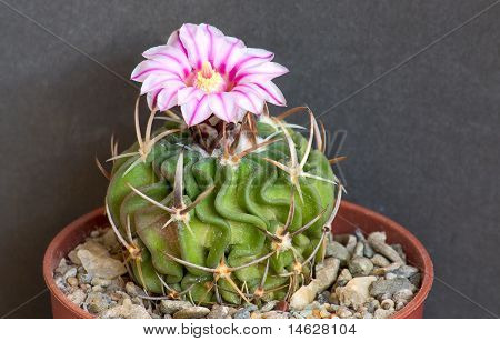 Fiore di Cactus