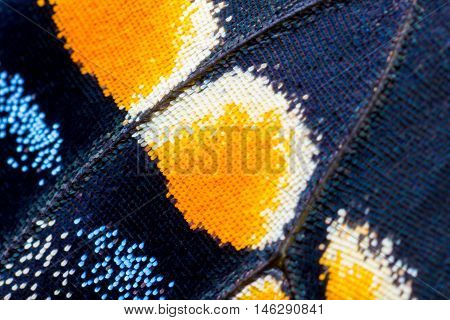 Swallowtail butterfly wing at 5x life size. A super macro photo, great for abstract backgrounds.