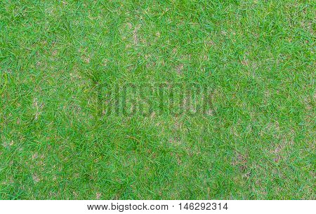 real green grass background with something dry