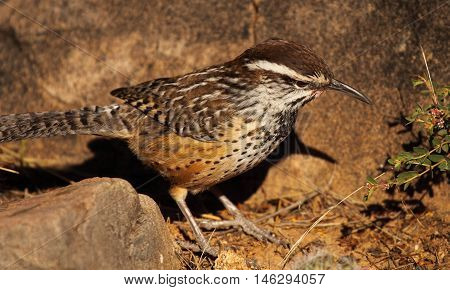 A Cactus Wren Looking For Food In The Sonoran Desert.