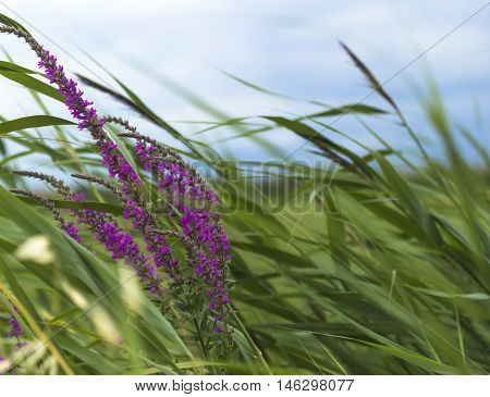 Purple flowers in a field background moved by the wind