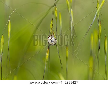 snail on a sage plant in the herb garden, selected focus, narrow depth of field