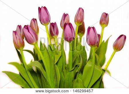 bunch of magenta tulips isolated on white background