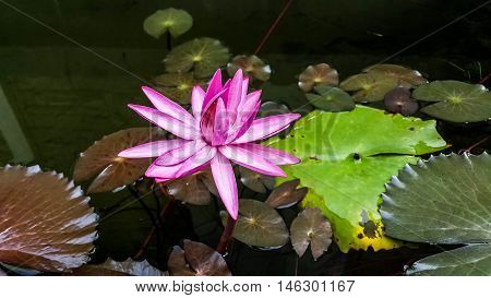 beautiful pink Lotus blossom in the pond