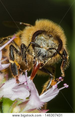 Honey bee having a snack, super macro photograph. Taken at 3x life size.