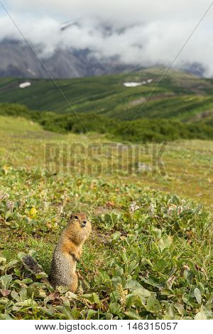 Arctic ground squirrel at the foot of volcano on Kamchatka.