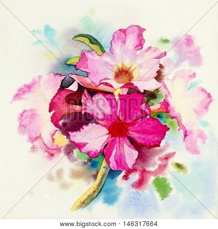 watercolor original painting Realistic flower pink color of Impala Lily flower and green leaves in blue background.