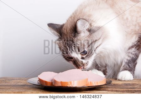 young cat near the a plate with sausage