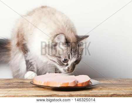 young cat near the a plate with sausage