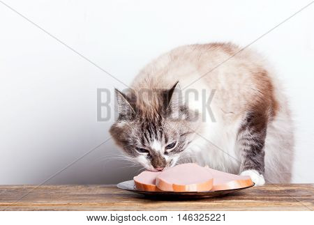 young cat near the a plate with sausage