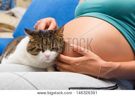 A belly of pregnant young wooman and cute cat sitting near
