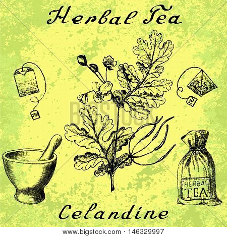 Greater celandine hand drawn botanical illustration. Vector drawing. Herbal tea elements - tea bag bag mortar and pestle. Medical herbs. Lettering in English languages. Grunge background