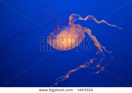Nuclearjellyfish