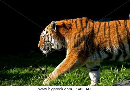 Profilo di tigre