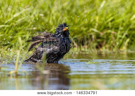 European Starling Washing