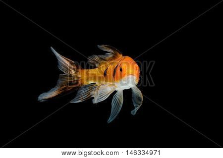 Comet Fish, isolate on black background