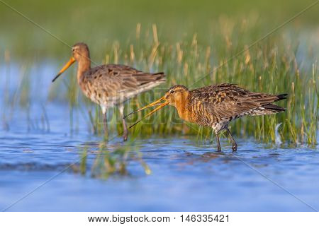 Pair Of Black Tailed Godwit