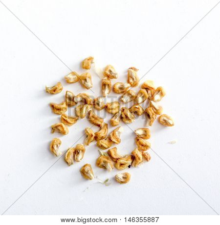 picture of aseeds of a dry okra isolated on the white backgroud.