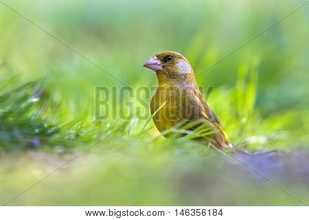Male Greenfinch In Grass