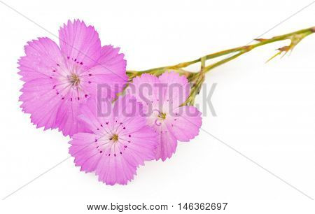 Pink carnation (Dianthus carthusianorum) flower