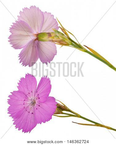 Pink carnation (Dianthus carthusianorum) flower