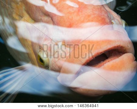Big old carp fish live in water pool
