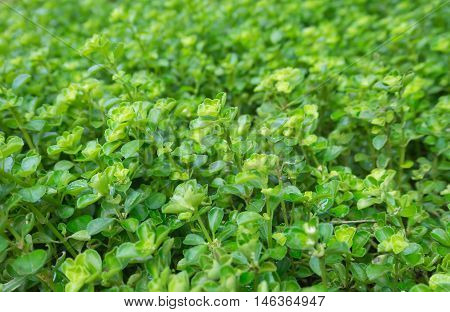 Little leaf plant  fresh green background focus