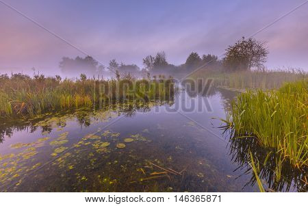 Misty Marshland River