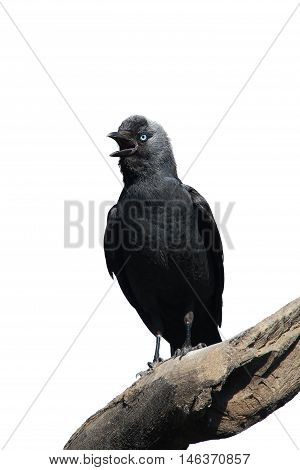 Wild Jackdaw - Corvus monedula on a white background
