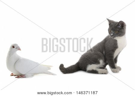 cat and pigeon on a white background