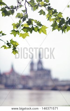 acernus folium against the background of Dresden