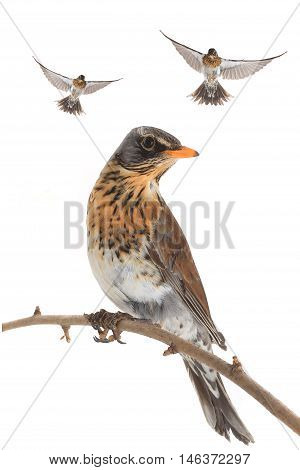 isolated flying thrush on a white background