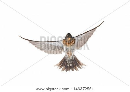isolated flying thrush on a white background