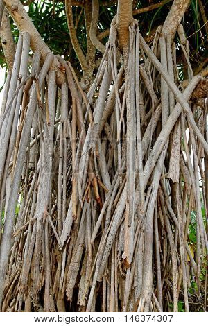 Closeup prop roots anchoring tree of screwpine to the ground (Andanus tectorius)