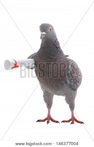 pigeon with the letter under a wing