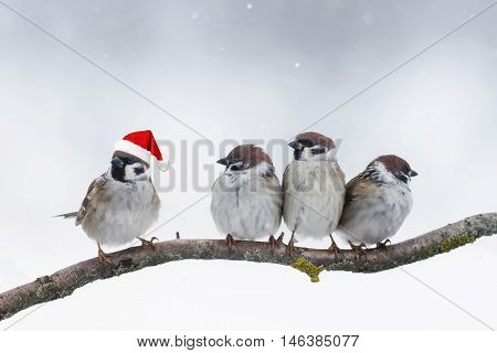 funny birds sparrows sitting on a branch in winter Christmas hats