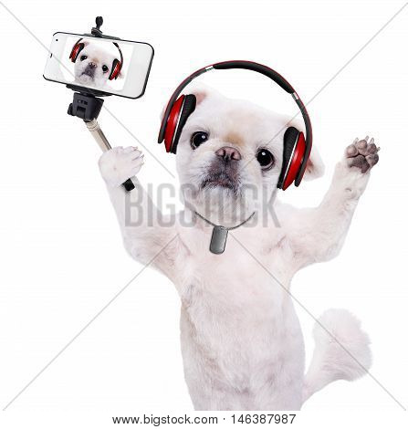 Dog headphones taking a selfie with a smartphoner. Isolated on the white.