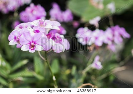 beautiful violet orchid in garden on blurred background