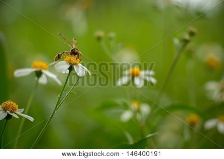 White flowers on a meadow with Wasps.