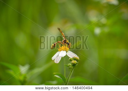 White flowers on a meadow with Wasps.