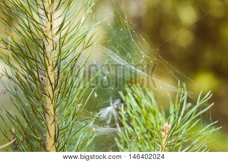 the sun's rays penetrate through trees branches making light to golden and cobwebs puts a sparkle