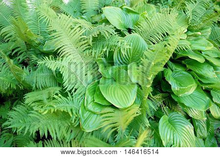 Close up of a Hosta sieboldiana and fern. Gardening background